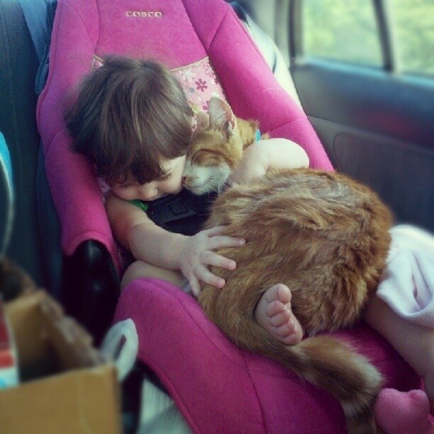 Un chat utilisant  la chaleur d'un enfant pour son confort personnel