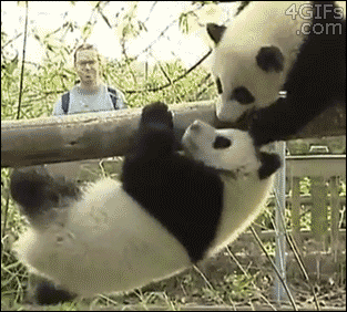 panda-est-un-enfoire