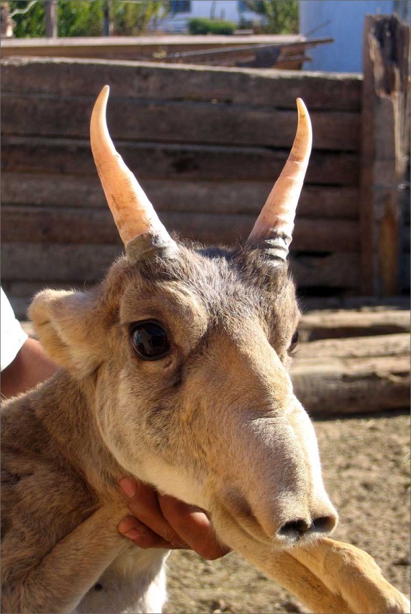 saiga enews.fergananews.comarticles2677