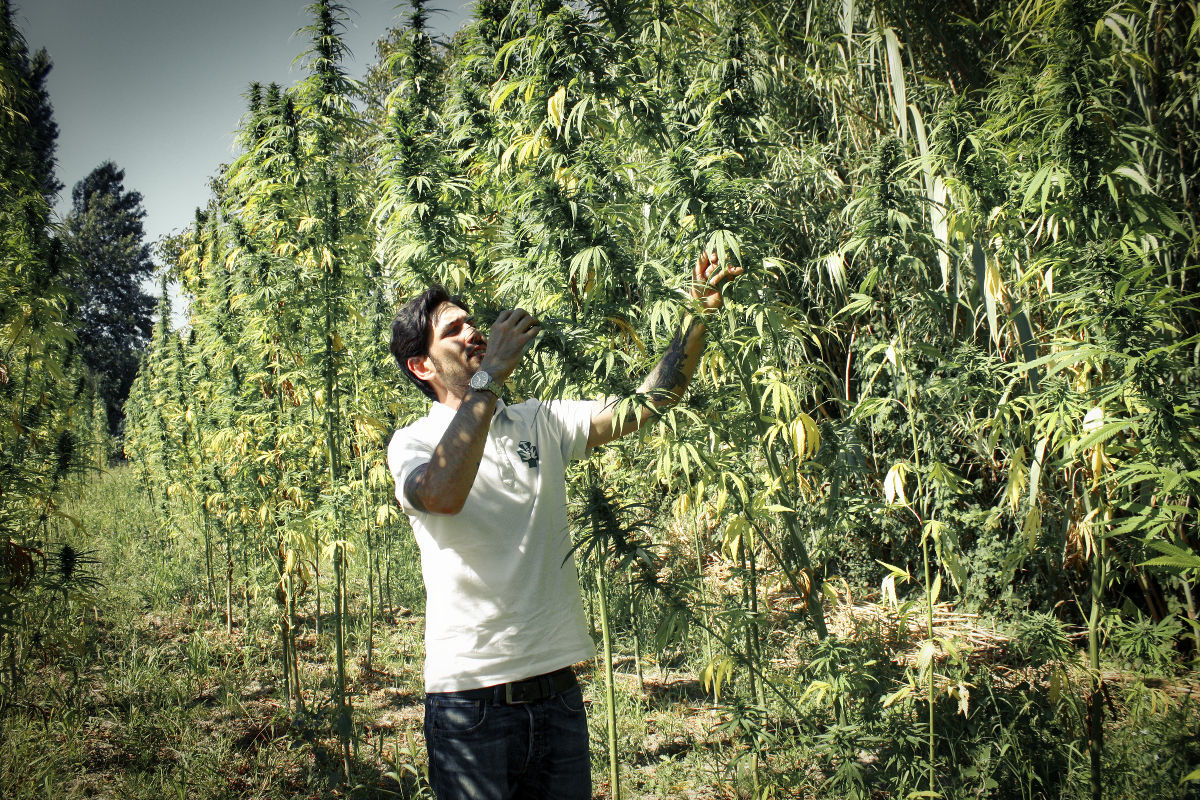 Sébastien Béguerie, co-fondateur de Kanavape, dans une plantation de chanvre provençale / Kanavape