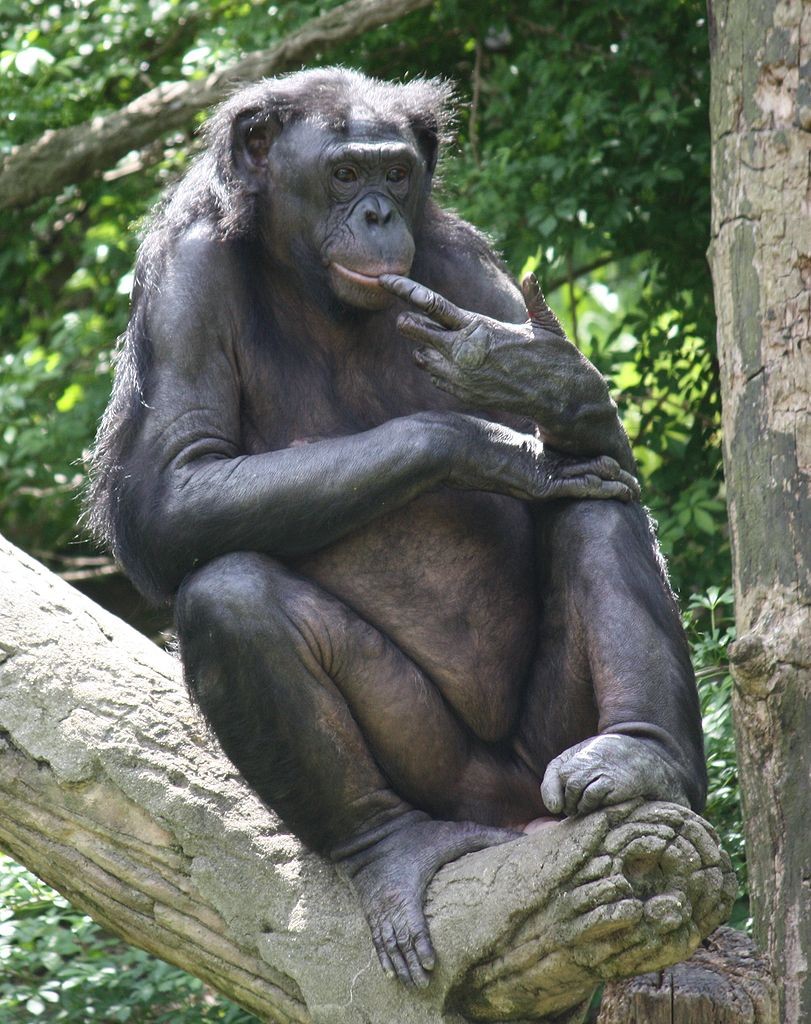 photo d'un noble bonobo